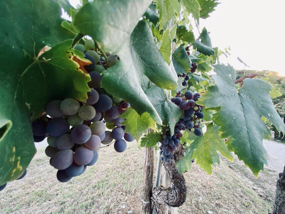 Mulino In Chianti Lejlighed Gaiole in Chianti Eksteriør billede